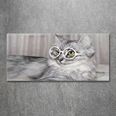 Acrylic print Cat with glasses