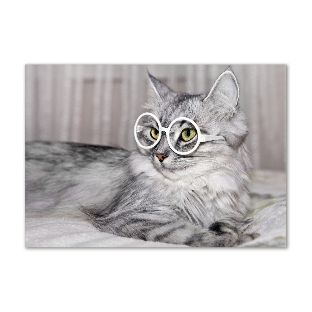 Acrylic print Cat with glasses