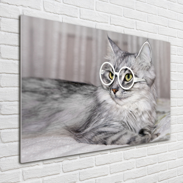 Acrylic print Cat with glasses