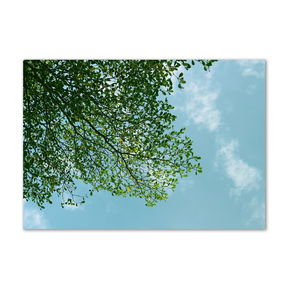 Print on acrylic Leaves in the sky