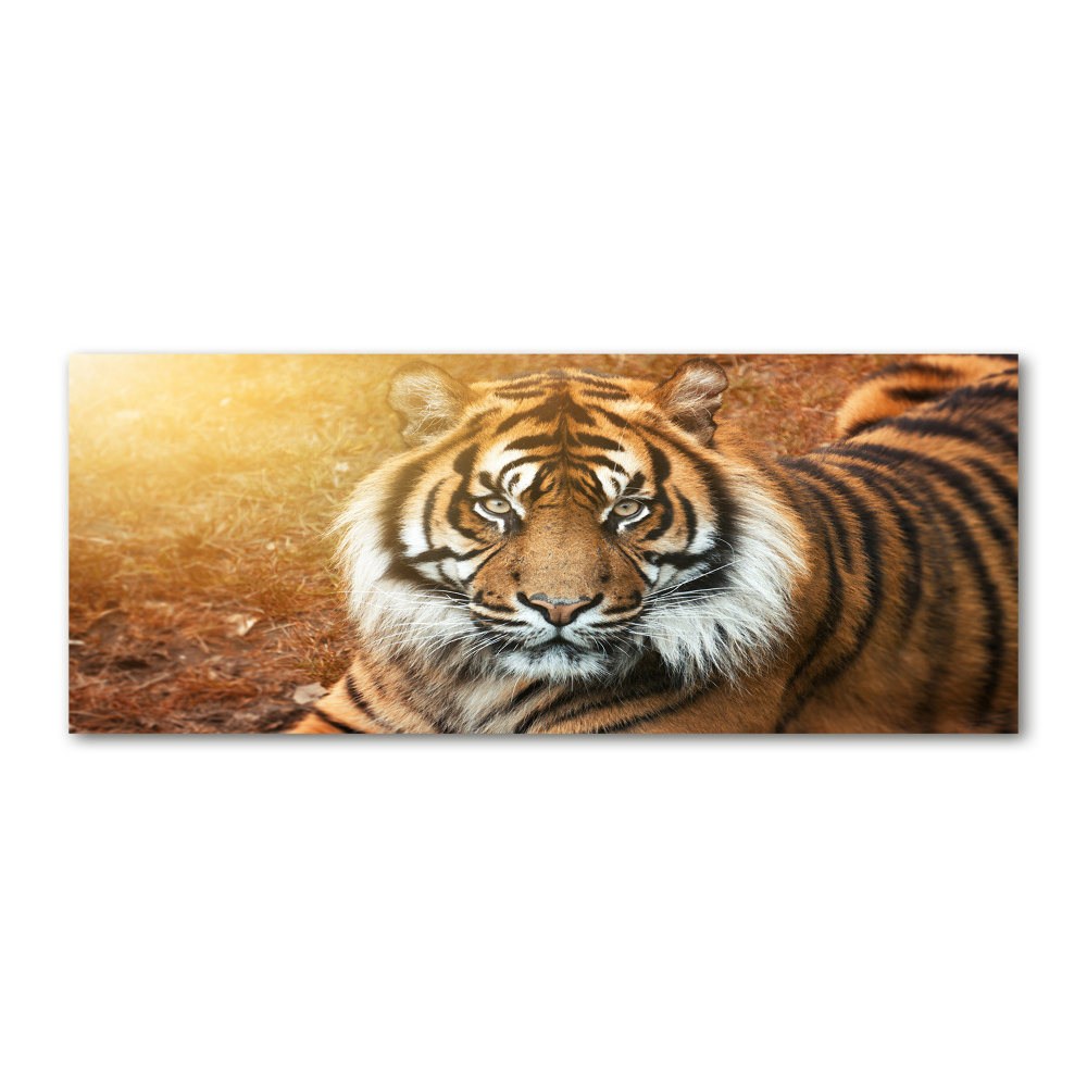 Acrylic print Bengal tiger