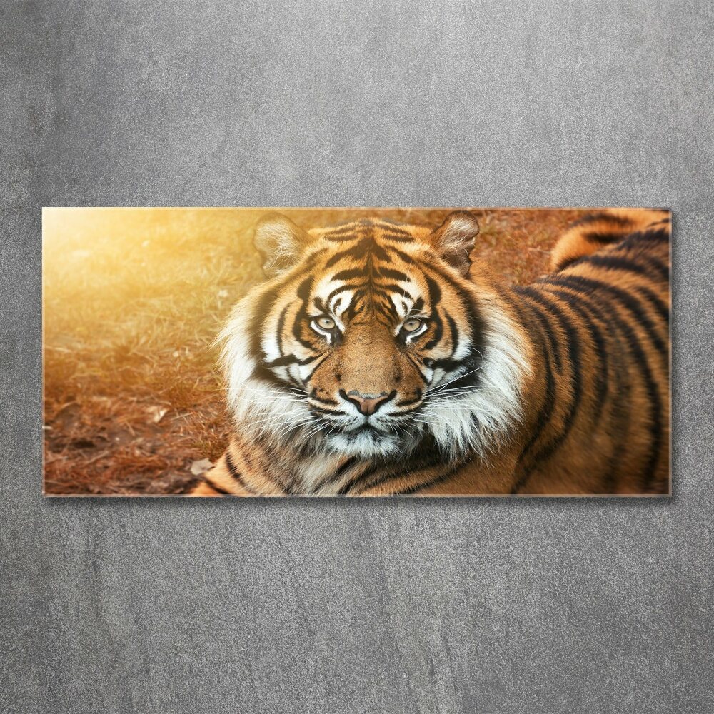 Acrylic print Bengal tiger