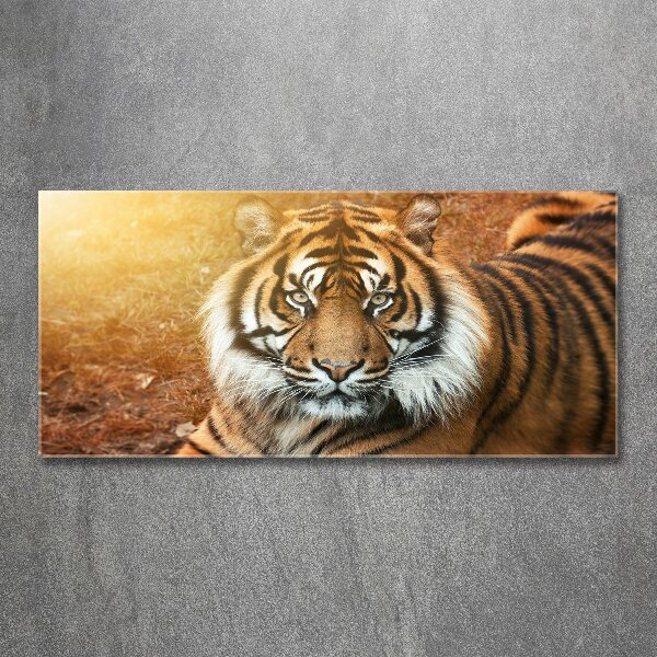 Acrylic print Bengal tiger