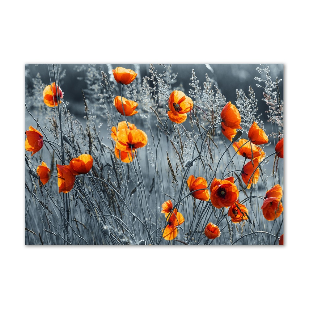 Print on acrylic Field poppy seed