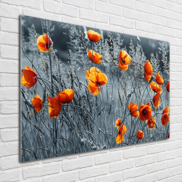 Print on acrylic Field poppy seed