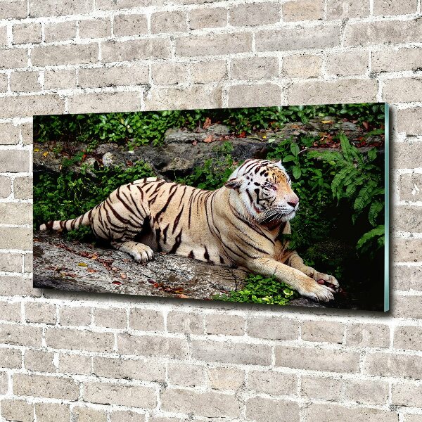 Print on acrylic Tiger on the rock