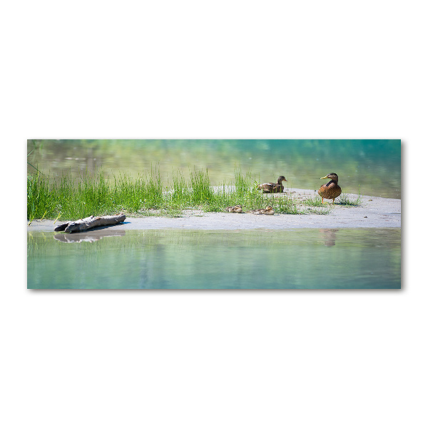 Acrylic wall art Ducks by the water