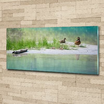 Acrylic wall art Ducks by the water