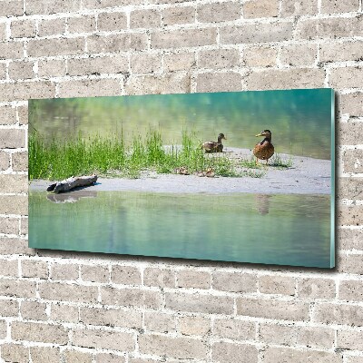 Acrylic wall art Ducks by the water