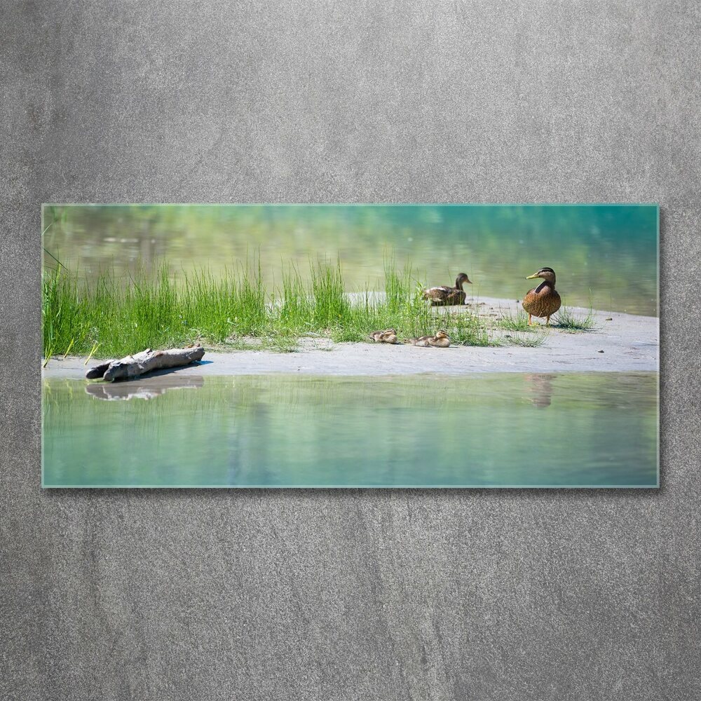 Acrylic wall art Ducks by the water