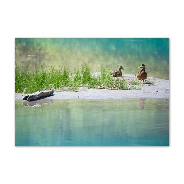 Acrylic wall art Ducks by the water