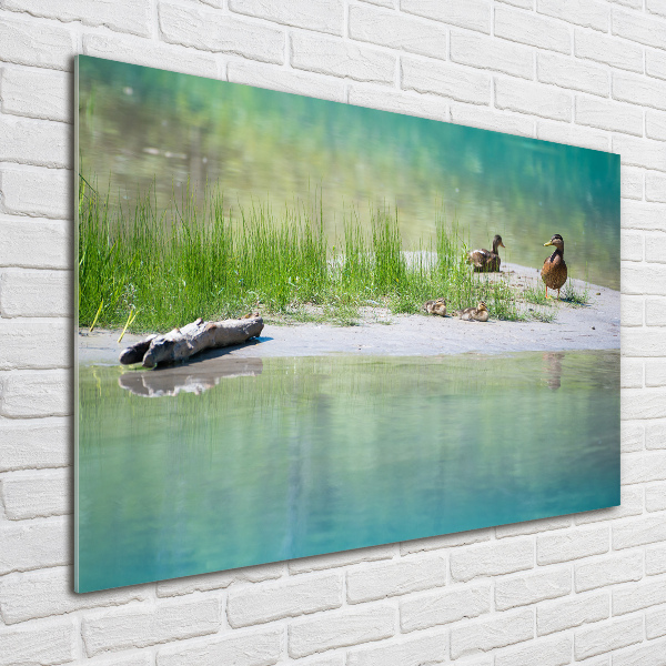 Acrylic wall art Ducks by the water