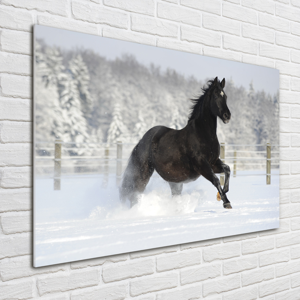 Acrylic wall art Snow horse at the gallop