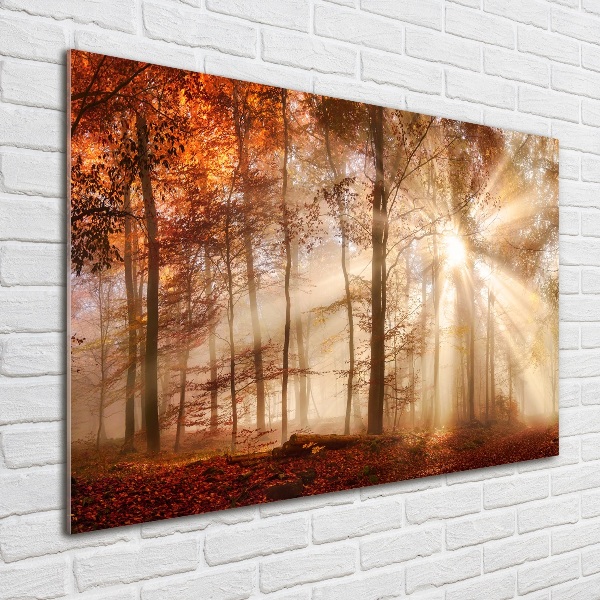 Wall art acrylic Fog in the Forest Autumn