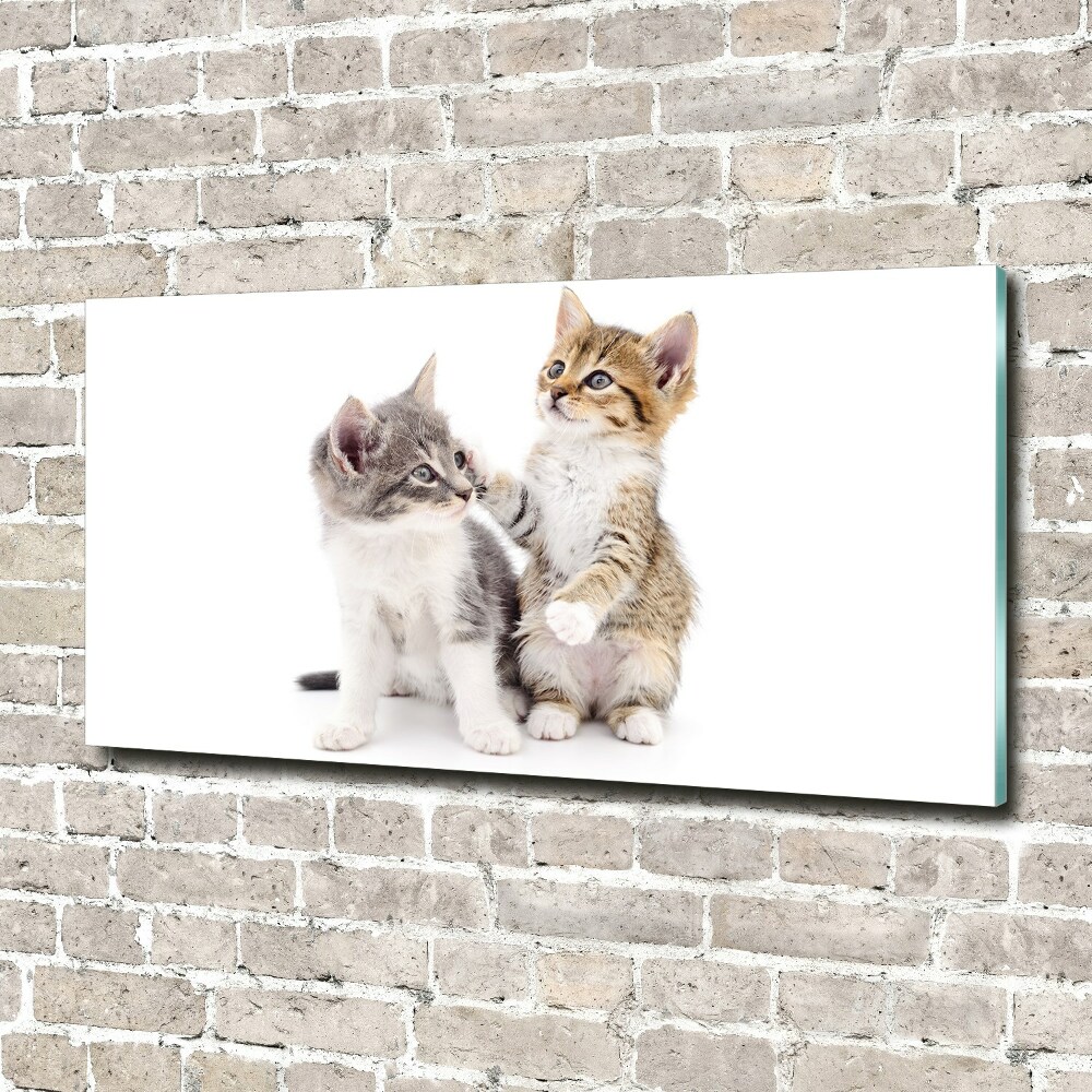 Print on acrylic Two little cats