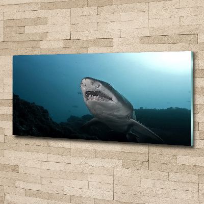 Print on acrylic Large shark