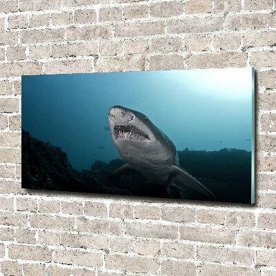 Print on acrylic Large shark