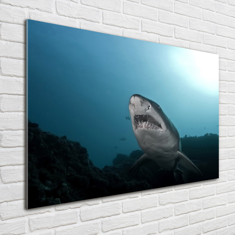 Print on acrylic Large shark