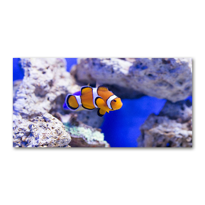 Print on acrylic Coral reef clowns