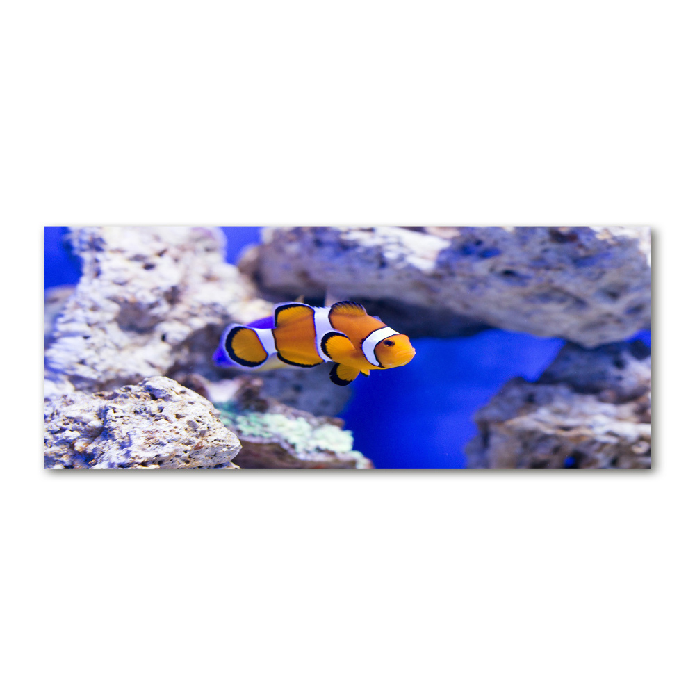 Print on acrylic Coral reef clowns