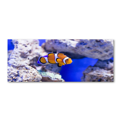 Print on acrylic Coral reef clowns