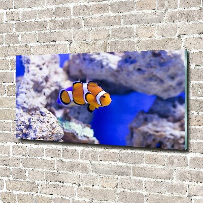 Print on acrylic Coral reef clowns