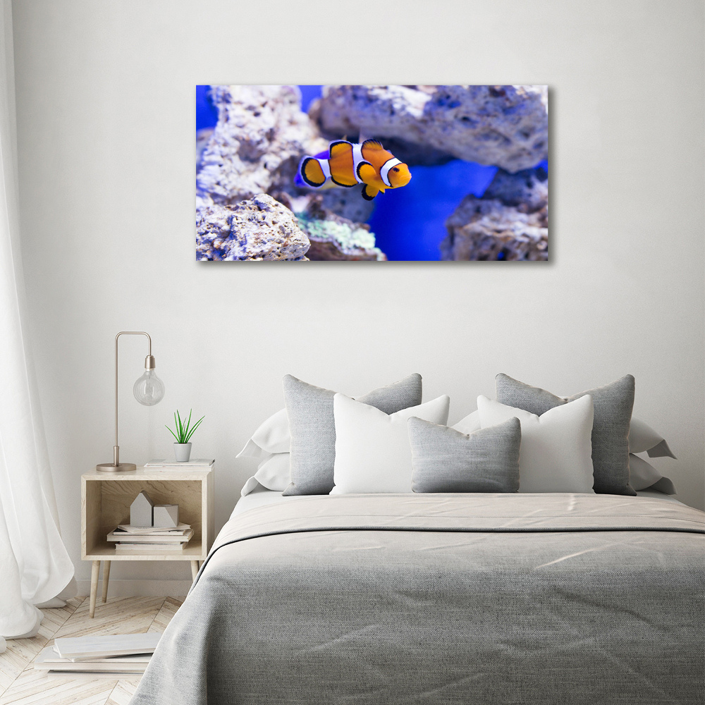 Print on acrylic Coral reef clowns