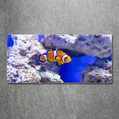 Print on acrylic Coral reef clowns