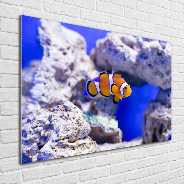 Print on acrylic Coral reef clowns