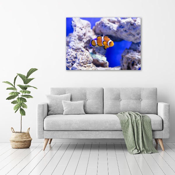 Print on acrylic Coral reef clowns