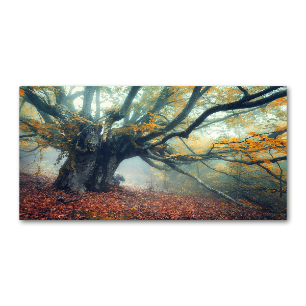 Acrylic print Old tree