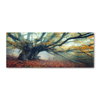 Acrylic print Old tree