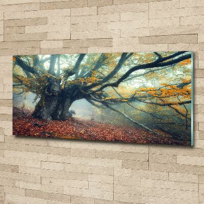 Acrylic print Old tree