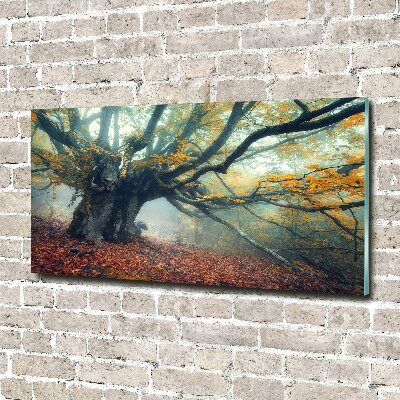 Acrylic print Old tree