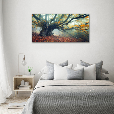 Acrylic print Old tree