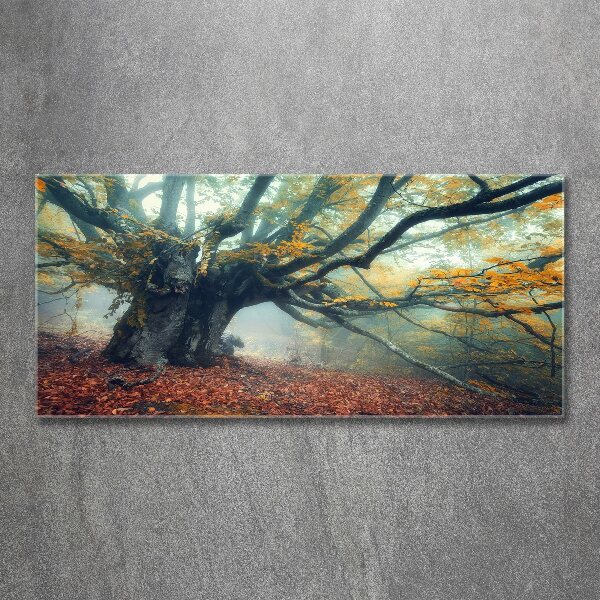 Acrylic print Old tree