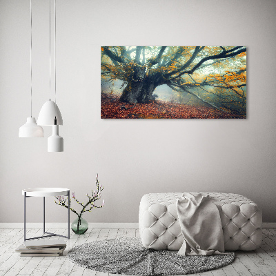 Acrylic print Old tree