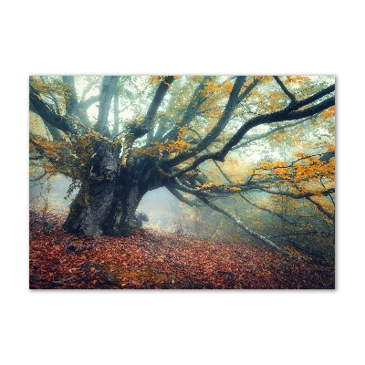 Acrylic print Old tree