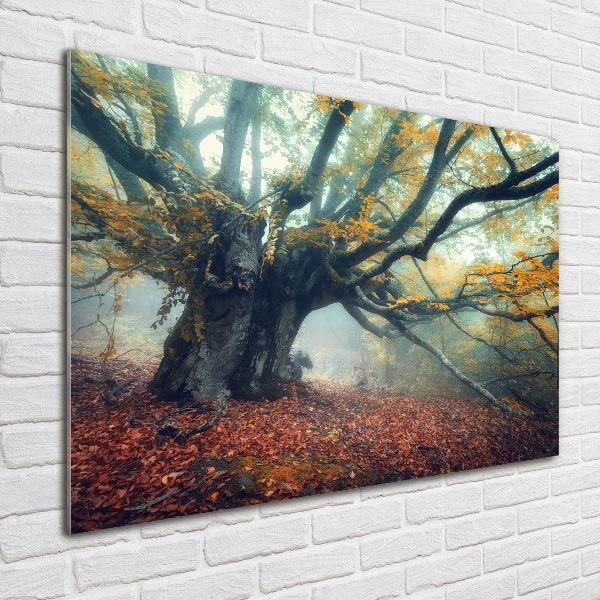 Acrylic print Old tree