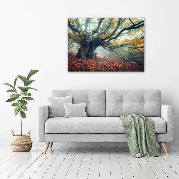 Acrylic print Old tree