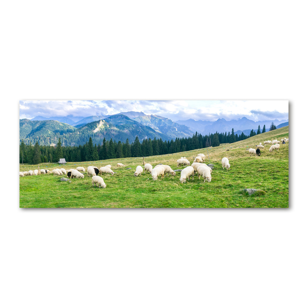 Print on acrylic Sheep in the Tatra Mountains