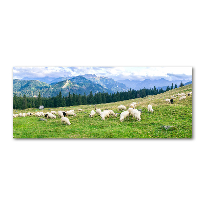 Print on acrylic Sheep in the Tatra Mountains