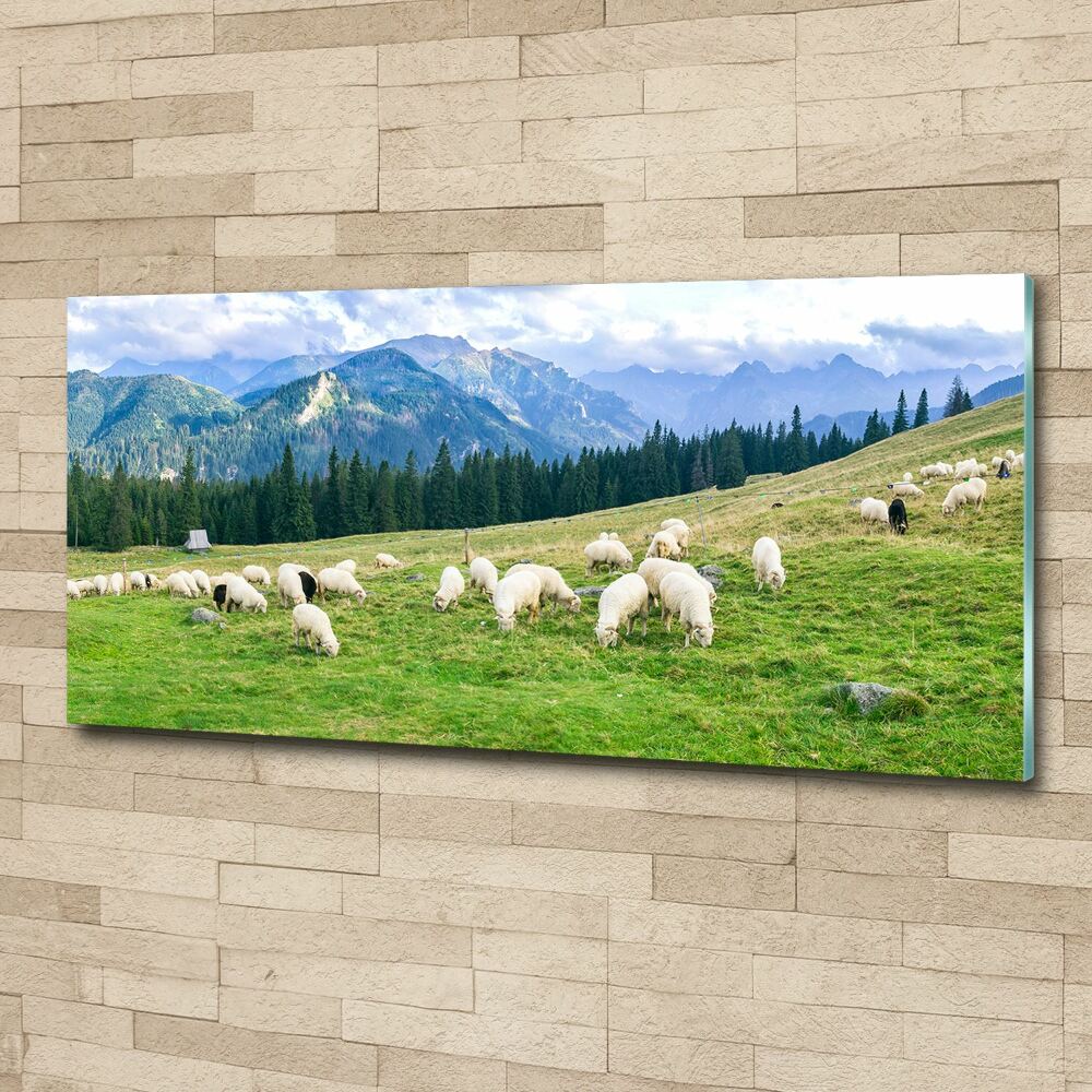 Print on acrylic Sheep in the Tatra Mountains