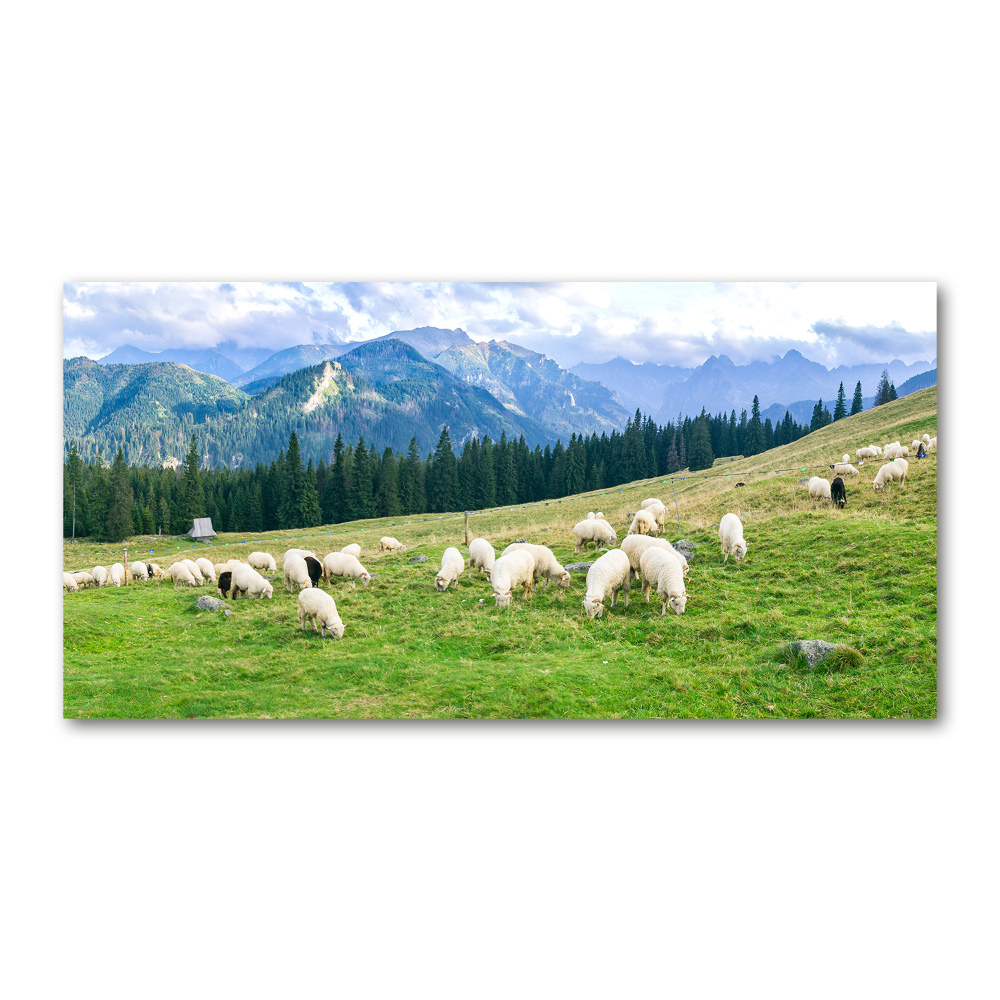 Print on acrylic Sheep in the Tatra Mountains