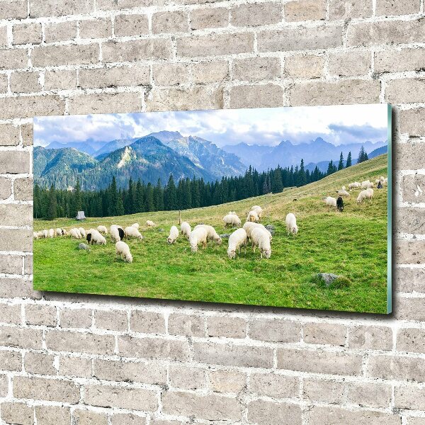 Print on acrylic Sheep in the Tatra Mountains