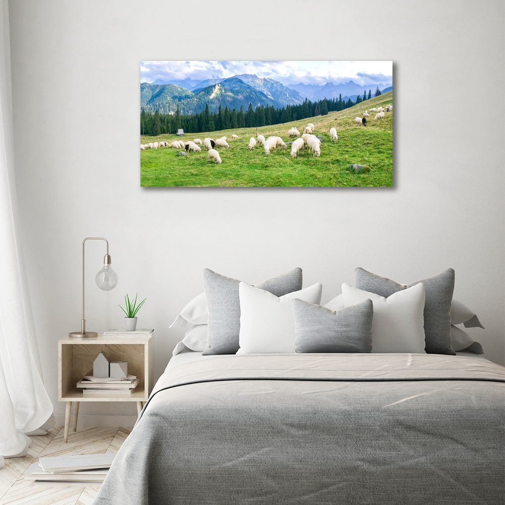 Print on acrylic Sheep in the Tatra Mountains