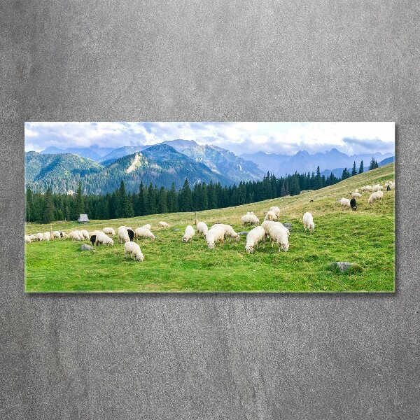 Print on acrylic Sheep in the Tatra Mountains