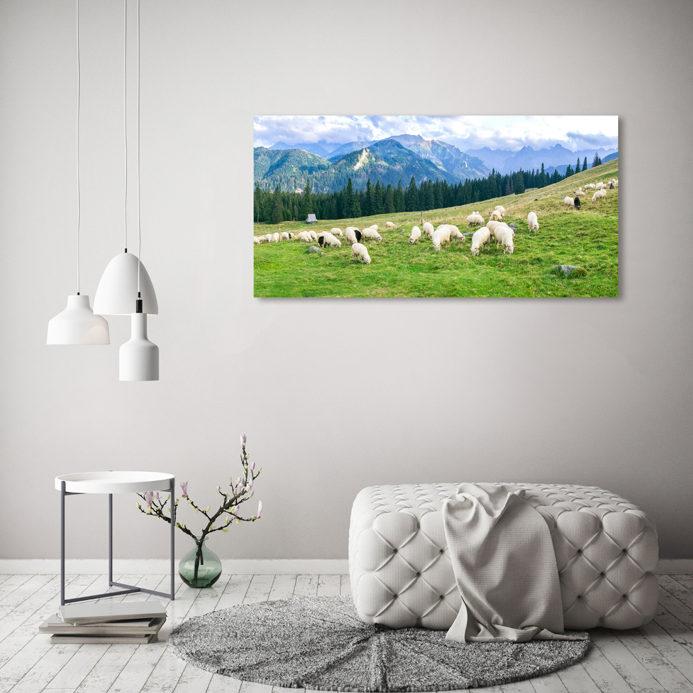 Print on acrylic Sheep in the Tatra Mountains