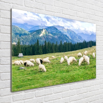 Print on acrylic Sheep in the Tatra Mountains