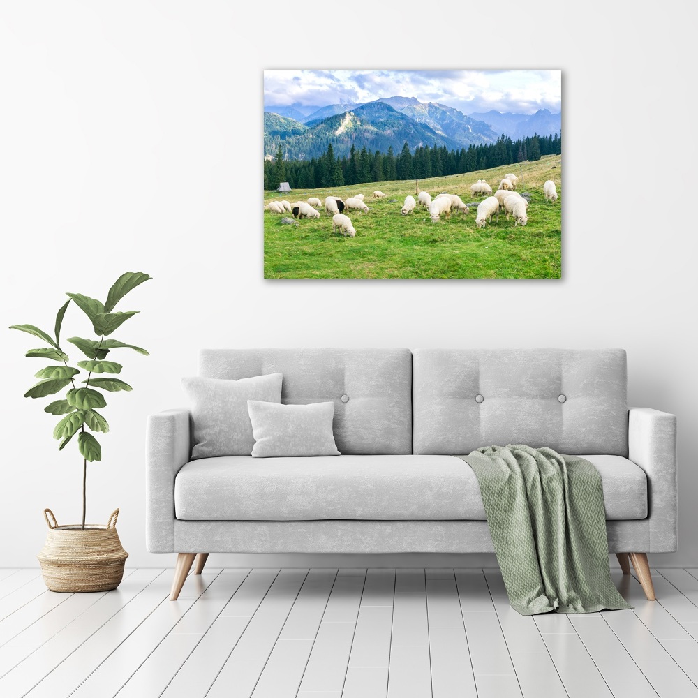 Print on acrylic Sheep in the Tatra Mountains